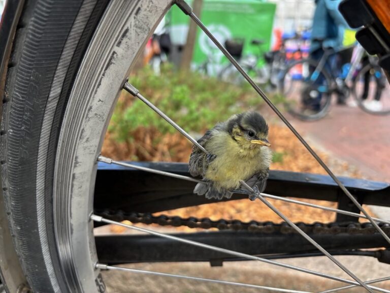 Natur mitten in der Stadt